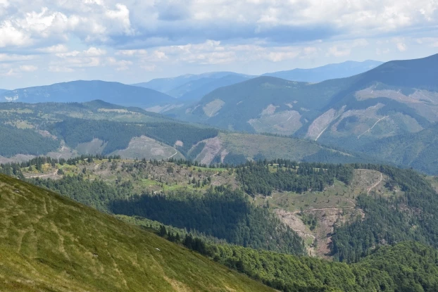 Zręby zupełne na północ od góry Strymba w Parku Narodowym Synevyr (poza granicami parku). Fot. Krzysztof Wojciechowski