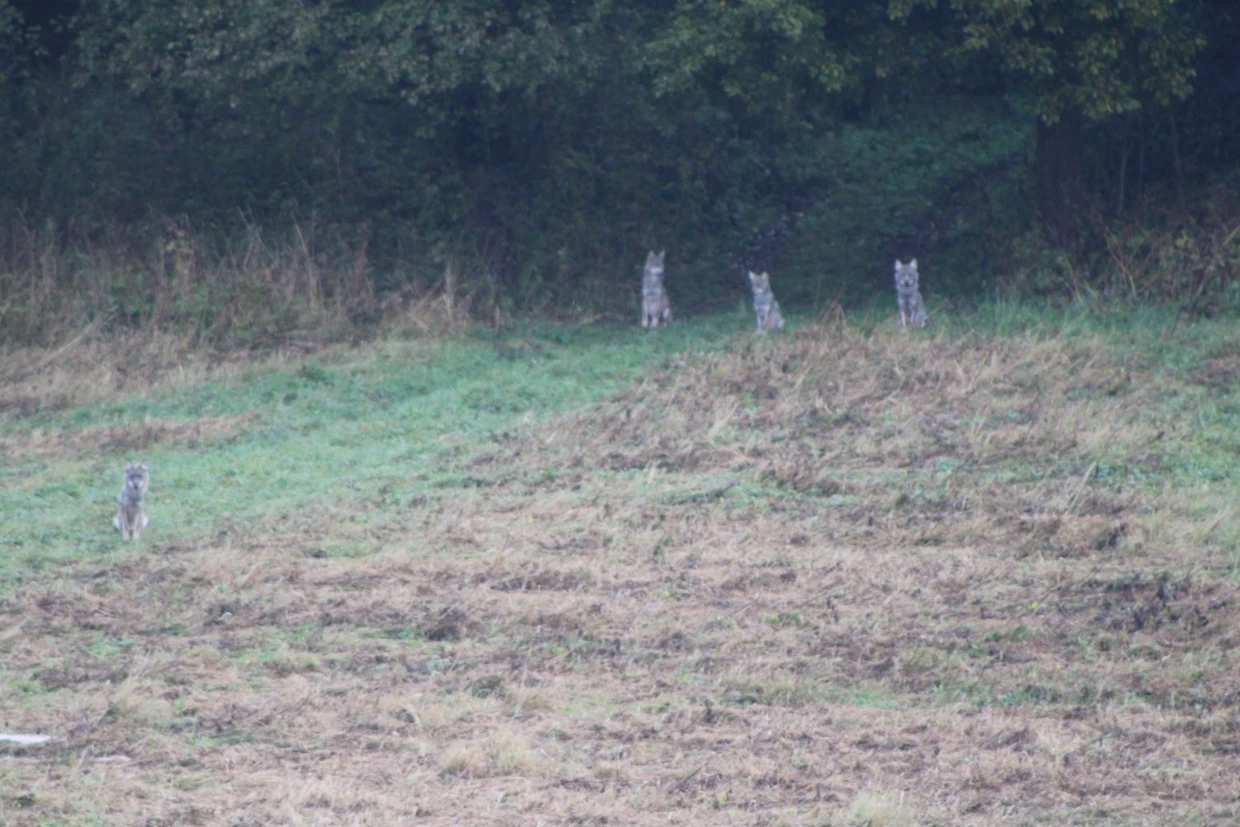 To był czas rykowiska. Biegłem przez zarośla, za oddalającym się rykiem jelenia. Wychodząc na polanę, przez dłuższy czas opanowywałem oddech. Kiedy się unormował pieśń jelenia była daleko, za daleko, żeby ją dogonić. Wtedy zauważyłem bardzo szybko przesuwający się po trawie szary kolor. Skierowałem w tamtą stronę lornetkę i znowu musiałem łapać powietrze. Tym razem z emocji, po tym jak zobaczyłem młodą wilczycę. Patrzyliśmy na siebie przez chwilę, po czym zniknęła w gąszczu drzew. Wziąłem aparat i intuicyjnie włączyłem nagrywanie. Nie była sama. Minutę po niej, w tym samym kierunku, biegła szóstka wilczych szczeniąt. Również ukryła je Puszcza Borecka, lecz cztery z nich powróciły i przez dłuższy czas na mnie patrzyły. Nasze spotkanie zakończyło wycie piastunki. Wilczki zareagowały na nie błyskawicznie, udając się w miejsce skąd wołała je starsza siostra. Fot. Radosław Pietkiewicz