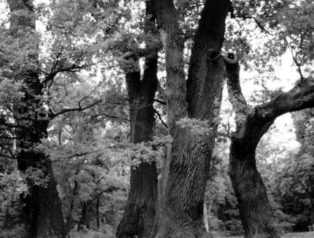 Białowieski Park Narodowy. Fot. Janusz Korbel
