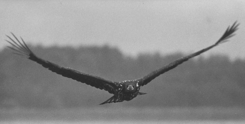 Bielik w obiektywie Jerzego Giergielewicza