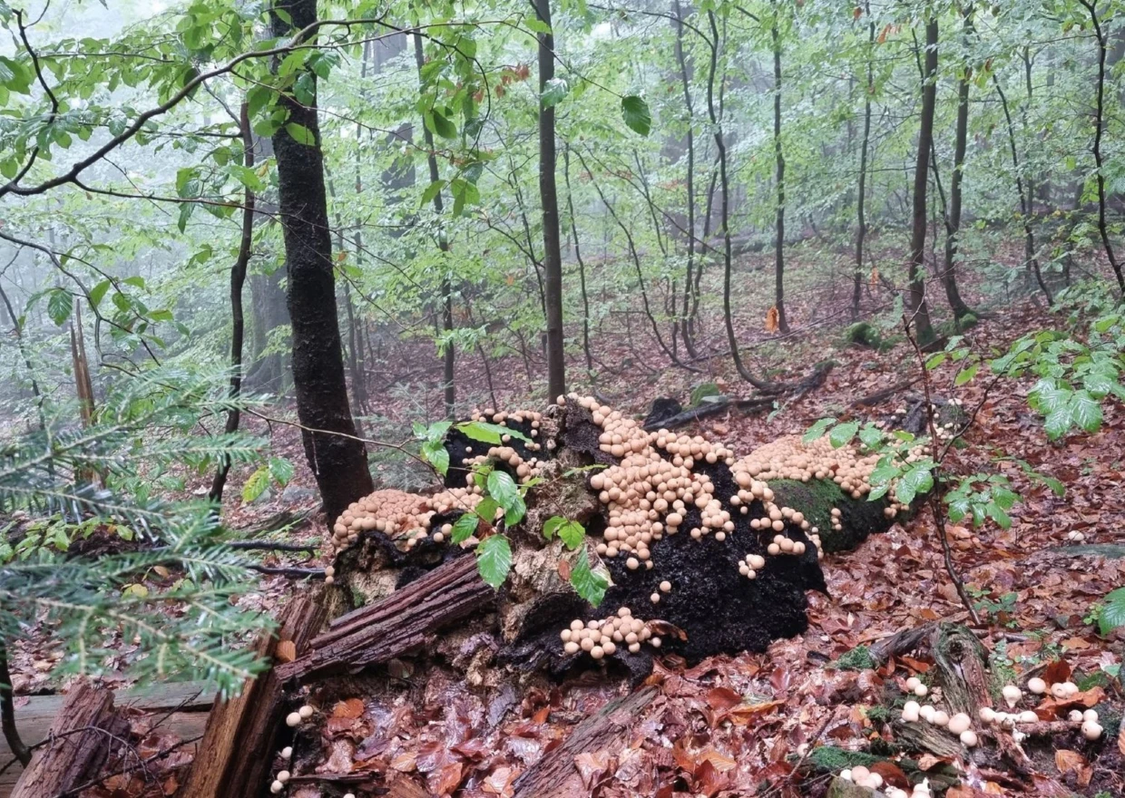 Purchawka gruszkowata – to znak, że w lesie, w którym rosną, zachodzą procesy naturalne. Fot. Renata Lejawka