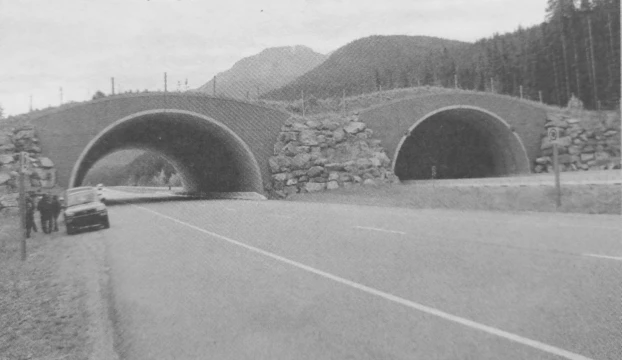 Przejście dla zwierząt na autostradzie transkanadyjskiej. Fot. Robert W. Mysłajek