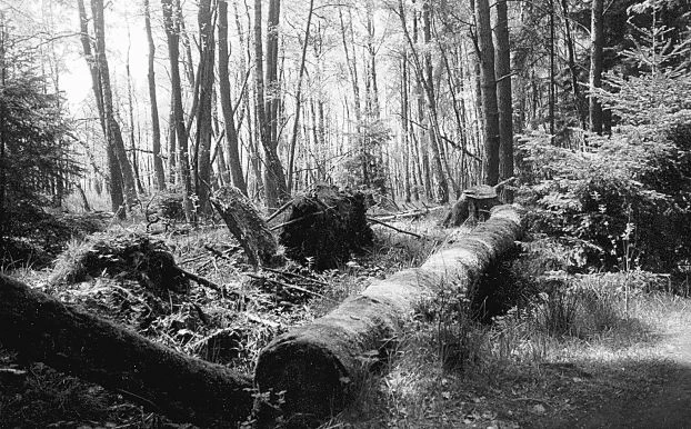 Fot. Andrzej Ginalski