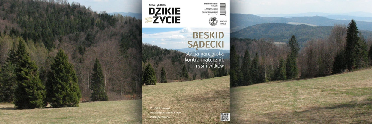 2026-10-twitter-dz_tlo