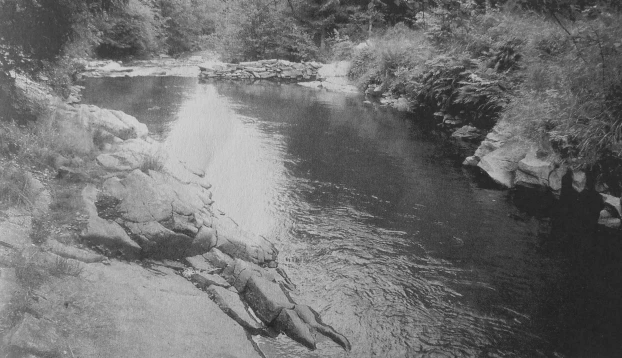 Potok Leśnianka. Fot. Andrzej Tyc