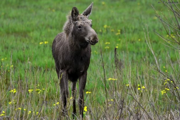 Łoś. Fot. Tomasz Nabiałkowski