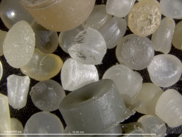 Wyznacznik Antropocenu – przemysłowe bity plastikowe zwane też nurdlami (ang. nurdles) transportowane masowo służą jako surowiec do wszelkich form produkcji z plastiku. Rozsypywane z wagonów, ciężarówek, statków dziś znajdują się w glebie, w piaskach rzecznych i plażach morskich, oraz w osadach oceanicznych. Lżejsze, pływające odmiany są masowo połykane przez ptaki morskie. Na zdjęciu efekt przesiania 1 m2 plaży nad morzem w Polsce. Fot. Lech Kotwicki
