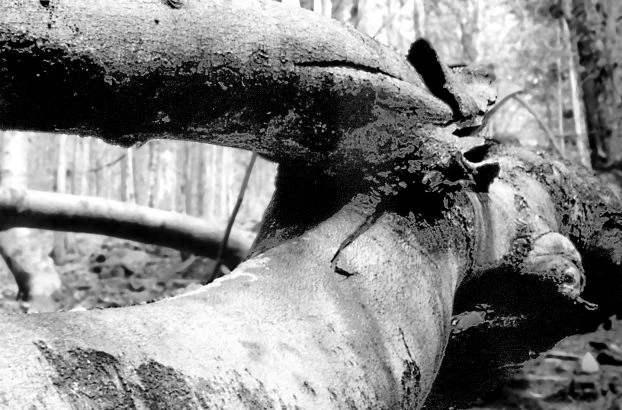 Fot. Krzysztof Mazurkiewicz