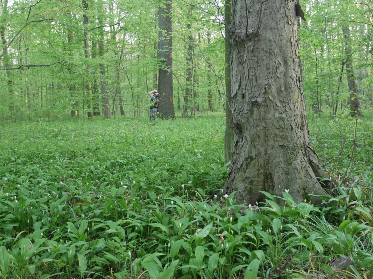 Dolina Strzegomki – starolas łęgowy, miejsce które miało zostać wycięte, dzisiaj projektowany rezerwat przyrody. Fot. Paweł Kisiel
