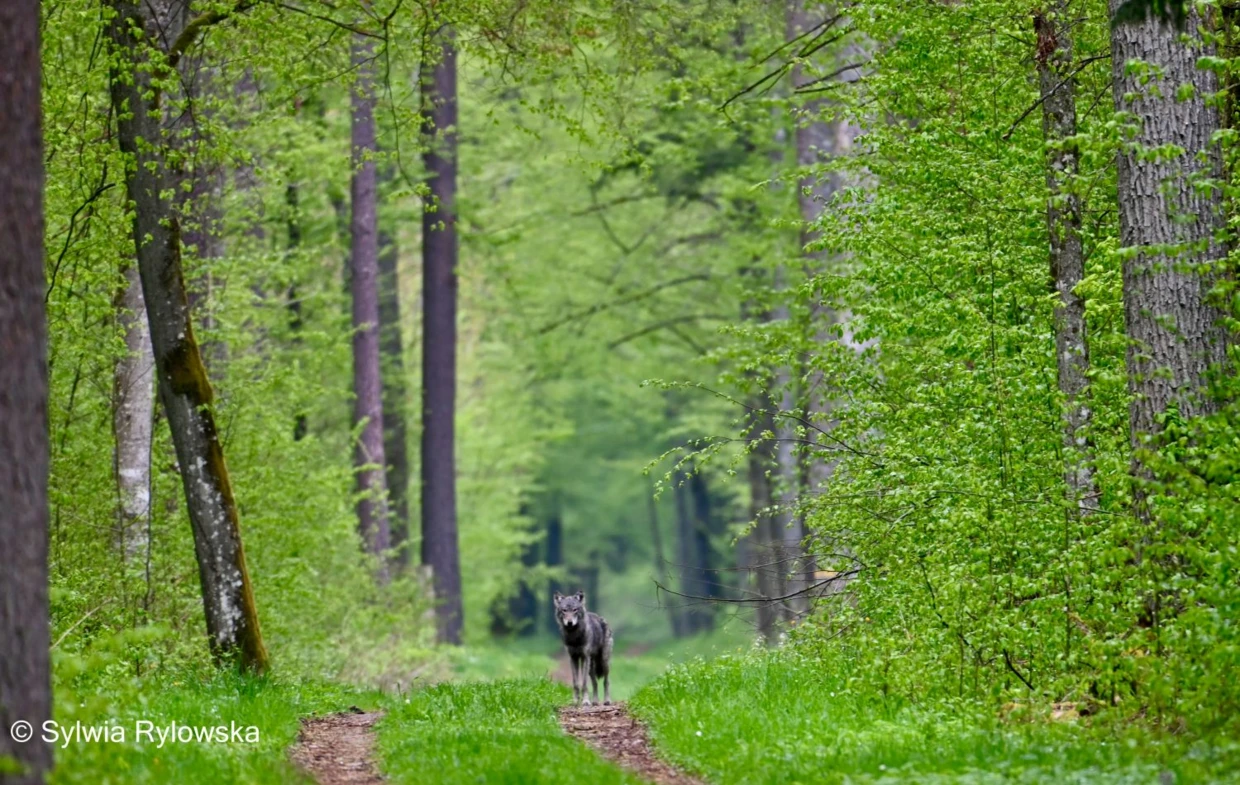 Spotkanie z wilkiem w Puszczy Białowieskiej. Fot. Sylwia Rylowska