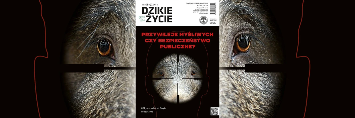 2025-12-twitter-dz_tlo