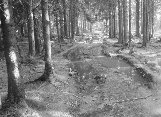 Szlak na terenie rezerwatu Romanka zniszczony podczas zrywki drewna. Fot. Szymon Ciapała