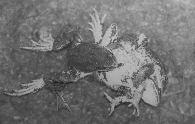 
Żaby trawne. Fot. Ryszard Kulik
