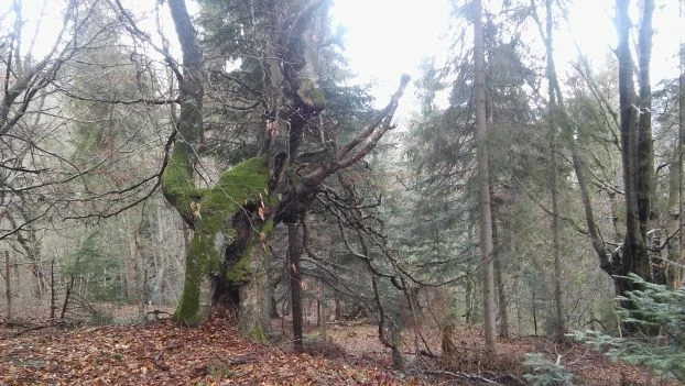 Czy takie lasy znikną w dobie GMO? Fot. Piotr Skubała