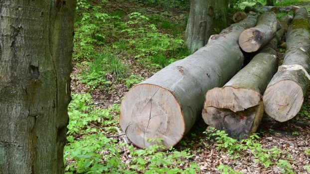 Niestety tych buków, prawdziwej wizytówki Puszczy Bukowej, już nie uratujemy. Fot. Paweł Średziński