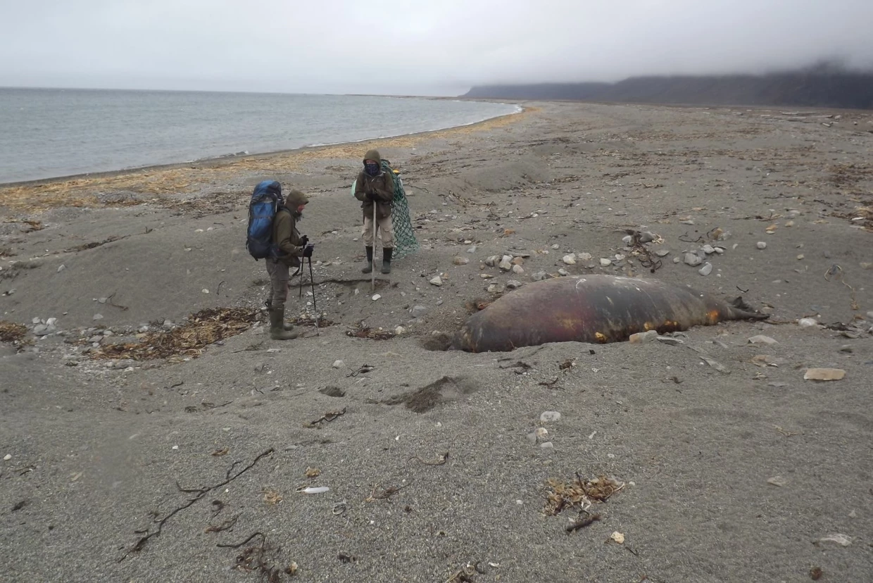 Morsy na Svalbardzie, z populacji liczącej dziś około 4000 osobników, na skutek naturalnej śmiertelności tracą rocznie około 100 osobników, większość z nich ląduje na brzegu. Martwe morsy podobnie jak martwe wieloryby (kilka sztuk co roku ląduje na tych wybrzeżach) stanowią ważne źródło pokarmu dla niedźwiedzi polarnych. Fot. Jan Marcin Węsławski