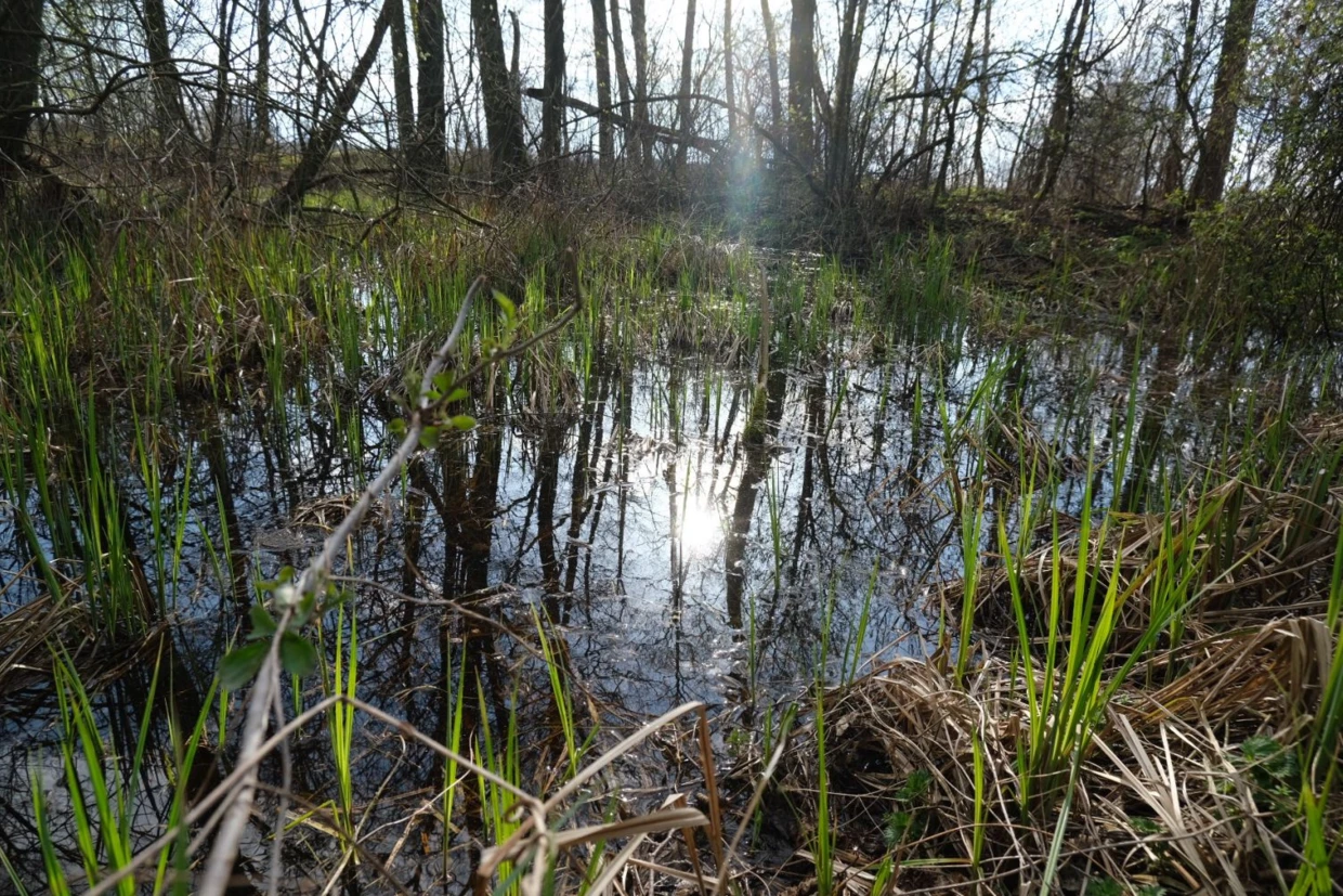 Część działki nr 120 zalana wodą podtopiona przy wysokim stanie wody w rzece Rządzy. Fot. Grzegorz Mądrzak