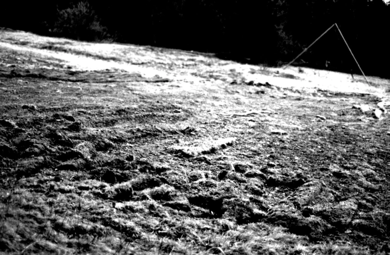 Darń zdjęta ze zbocza Pilska. Czy sprawca zostanie ukarany? Fot. Janusz Korbel