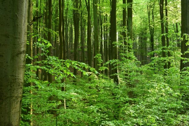 
Puszcza Bukowa wpisuje się w ten niewielki fragment polskich lasów, który wymaga innego spojrzenia na ich ochronę. Taki las mógłby być lasem rekreacyjnym, bez wycinki, gdzie każdy mógłby przekonać się sam jak wygląda Puszcza. Fot. Paweł Średziński
