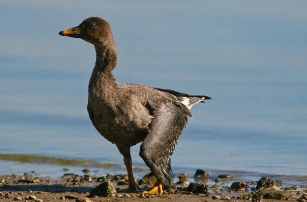 Gęś zbożowa nad Zbiornikiem Mietkowskim – nieodnaleziona i niedobita po polowaniu. Ma przestrzelone skrzydło. Więcej zdjęć poranionych ptaków w zasobach Niech Żyją! niechzyja.pl. Fot. Krzysztof Żarkowski