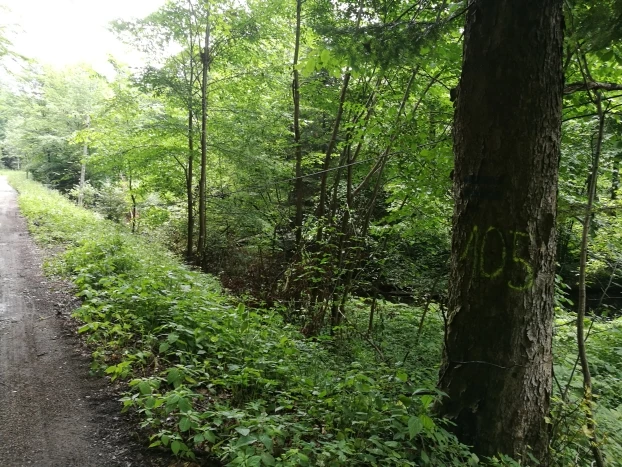Droga Krempna-Żydowskie, Magurski Park Narodowy. Fot. Grzegorz Bożek