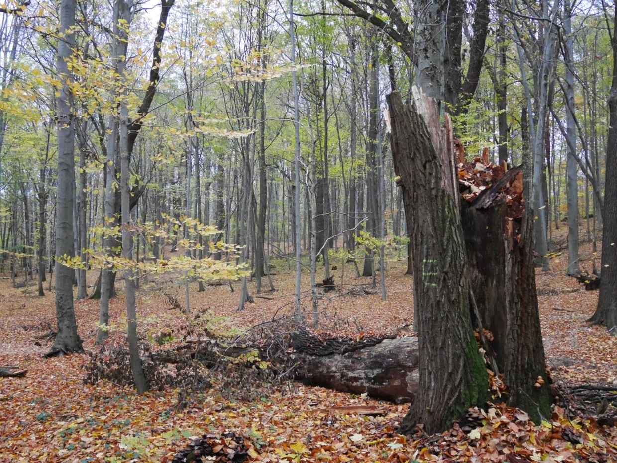 Grzybek – Nadleśnictwo Obroniki Śląskie – starolas z ponad 200-letnimi dębami. Fot. Paweł Kisiel