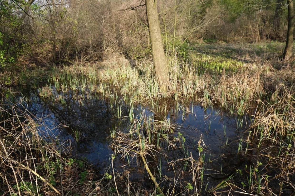 Zagłębienie wypełnione wodą na działce nr 120 – refugium dla płazów w okresie suszy. Fot. Grzegorz Mądrzak