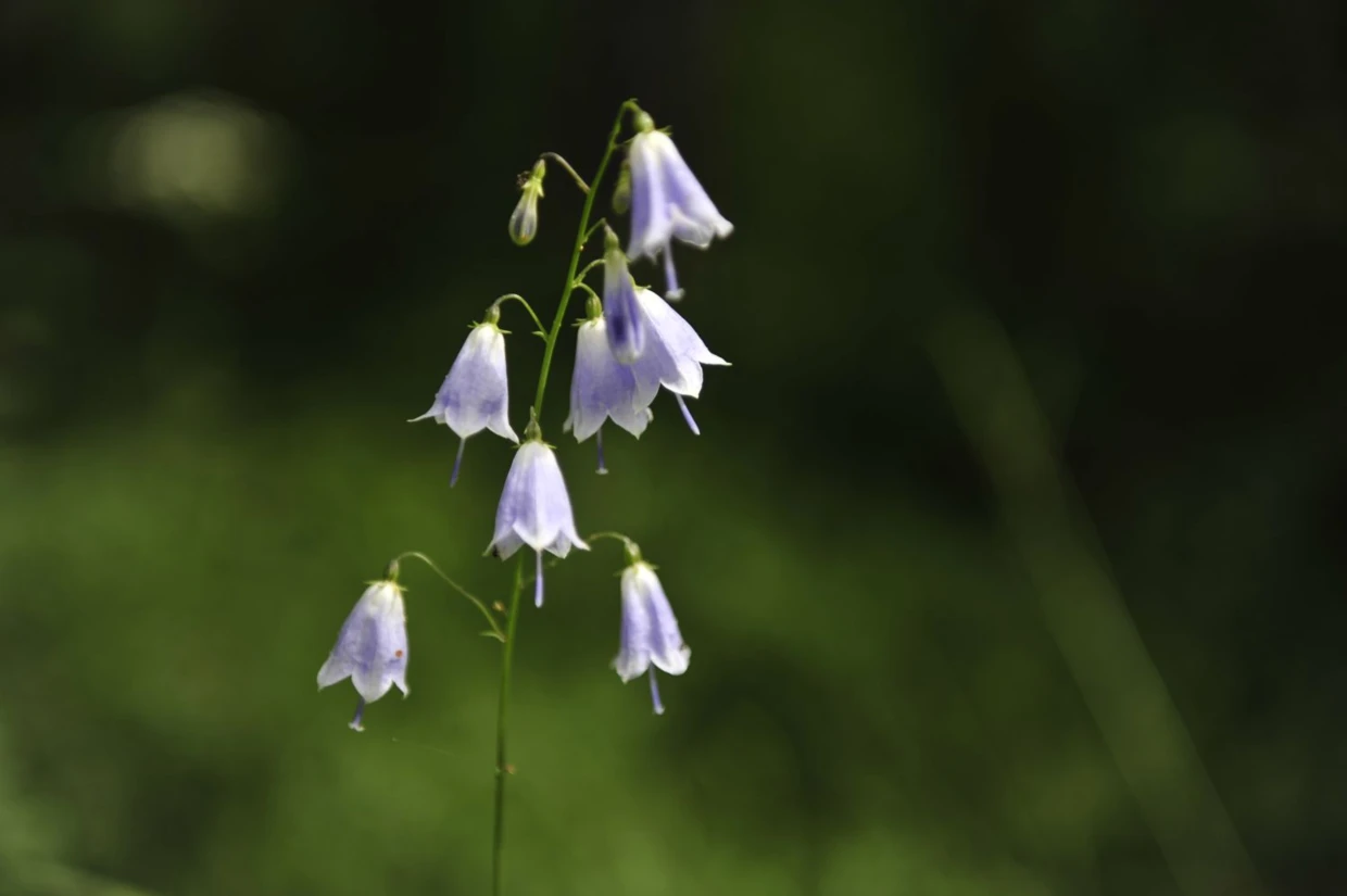 Dzwonecznik. Fot. Łukasz Misiuna