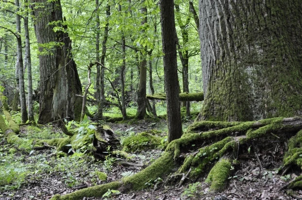 Puszcza Białowieska to nasz niezwykły skarb przyrodniczy. Fot. Beata Hyży-Czołpińska