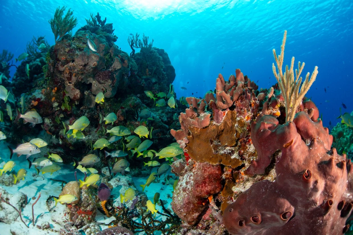 Fragment Rafy koralowej na Morzu Czerwonym, godny wszelkiej ochrony cud Natury, ale życie będzie toczyć się dalej bez niego, podobnie jak przetrwamy spalenie kolekcji sztuki w Luwrze. Fot. Piotr Bałazy, IOPAN