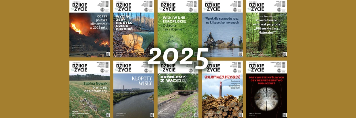 DZ-2025-twitter-dz_tlo