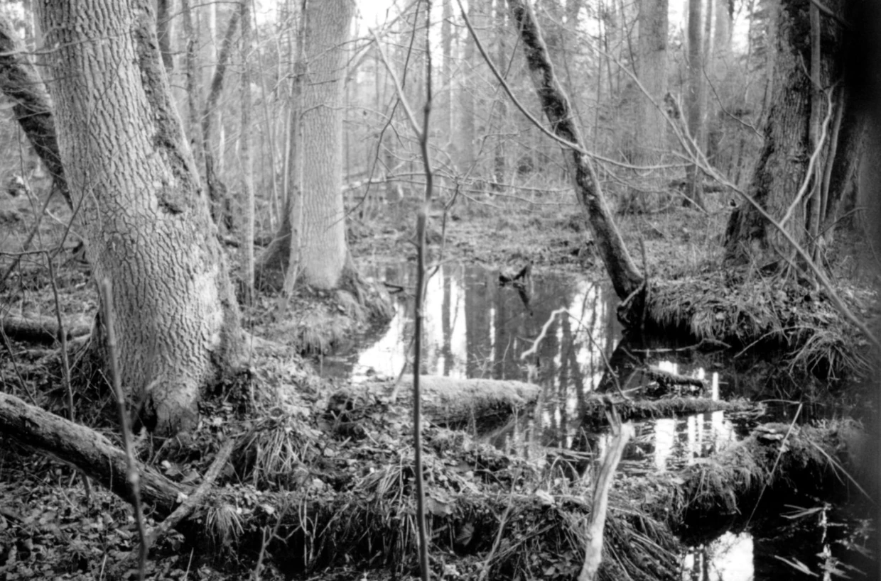 Białowieski Park Narodowy. Fot. Janusz Korbel