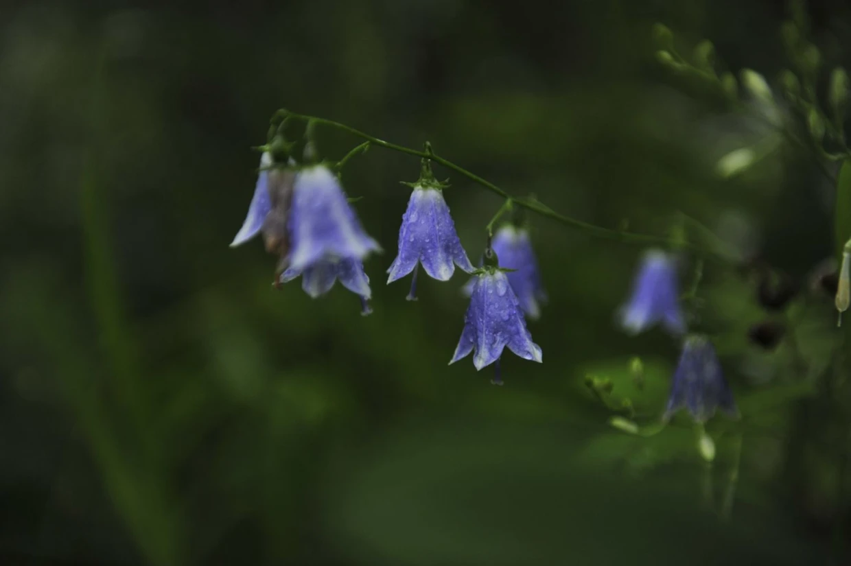 Dzwonecznik wonny. Fot. Łukasz Misiuna
