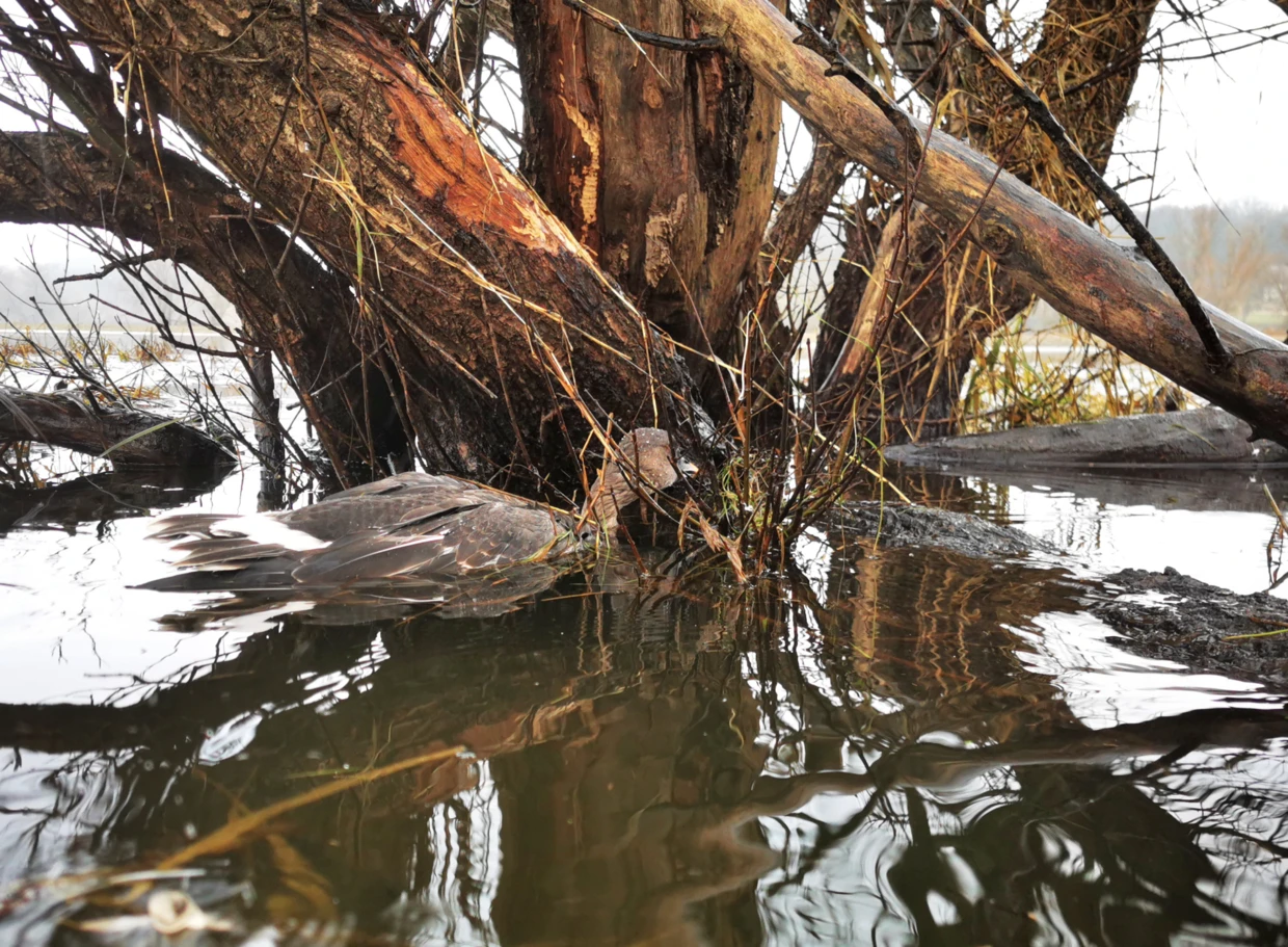 Jedna z niepodjętych ofiar polowań na ptaki, która zmarła na terenie parku nardowoego. Fot. Piotr Chara.  
