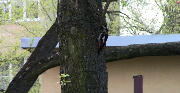Miejski dzięcioł – park Obozisko, Radom. Fot. Tomasz Figarski