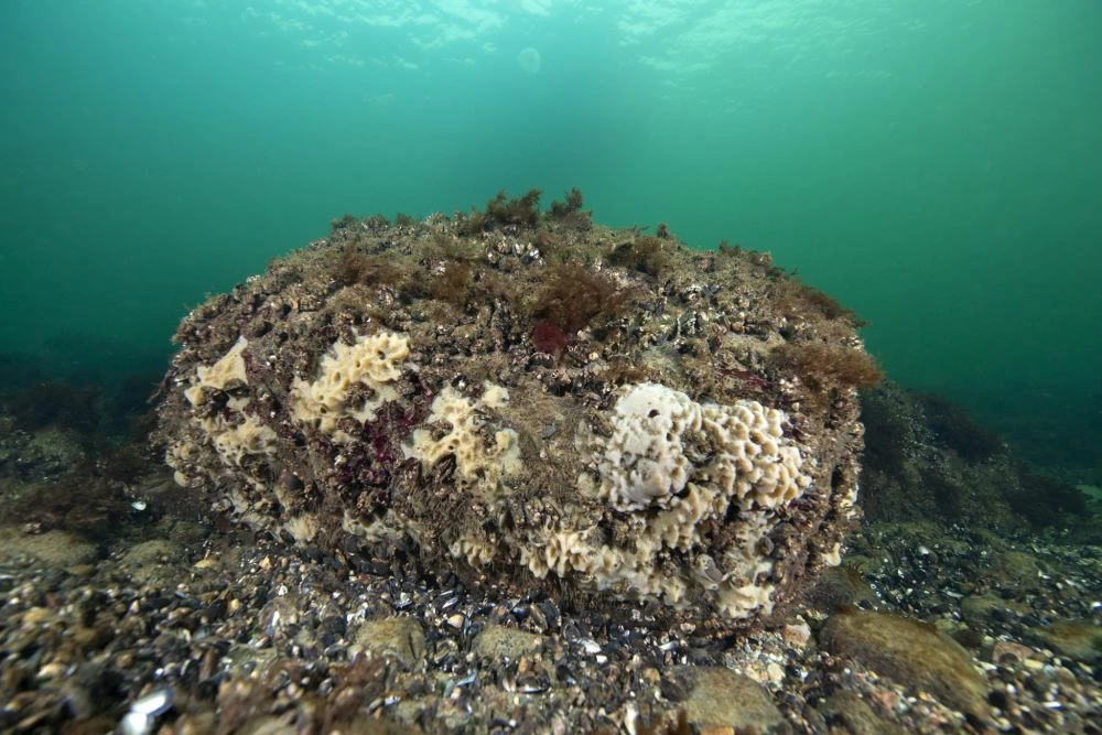 Niedawno na kamiennych rafach i wrakach w Zatoce Gdańskiej pojawiły się duże ilości dawniej rzadkich gąbek. Można powiedzieć, że to ładne, podoba się nam lub nie, ale nie da się tego określić jako „dobre” lub „złe” dla ekosystemu. Różnorodność w systemie naturalnym jest jaka jest, tylko jej niszczenie przez człowieka jest na pewno złe. Fot. Piotr Bałazy, IOPAN