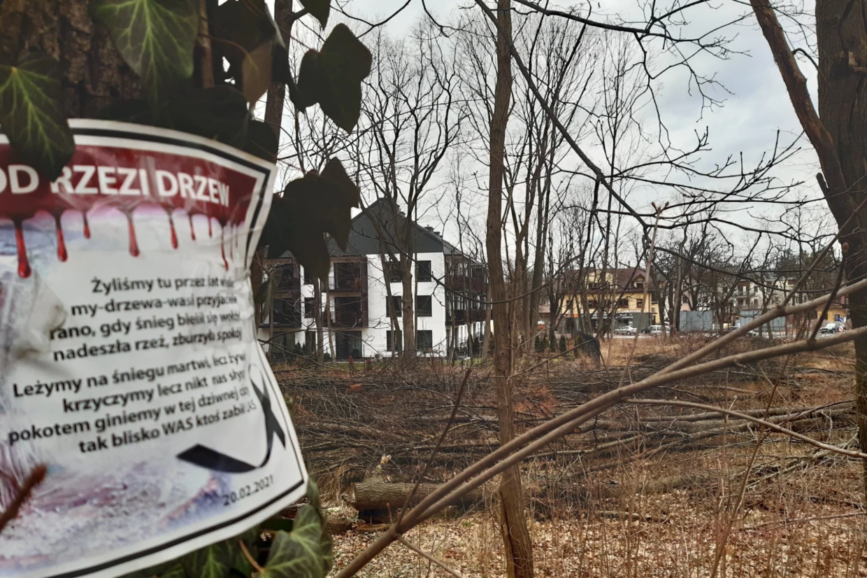 Wycinka w Milanówku, Fot. K. Wiekiera