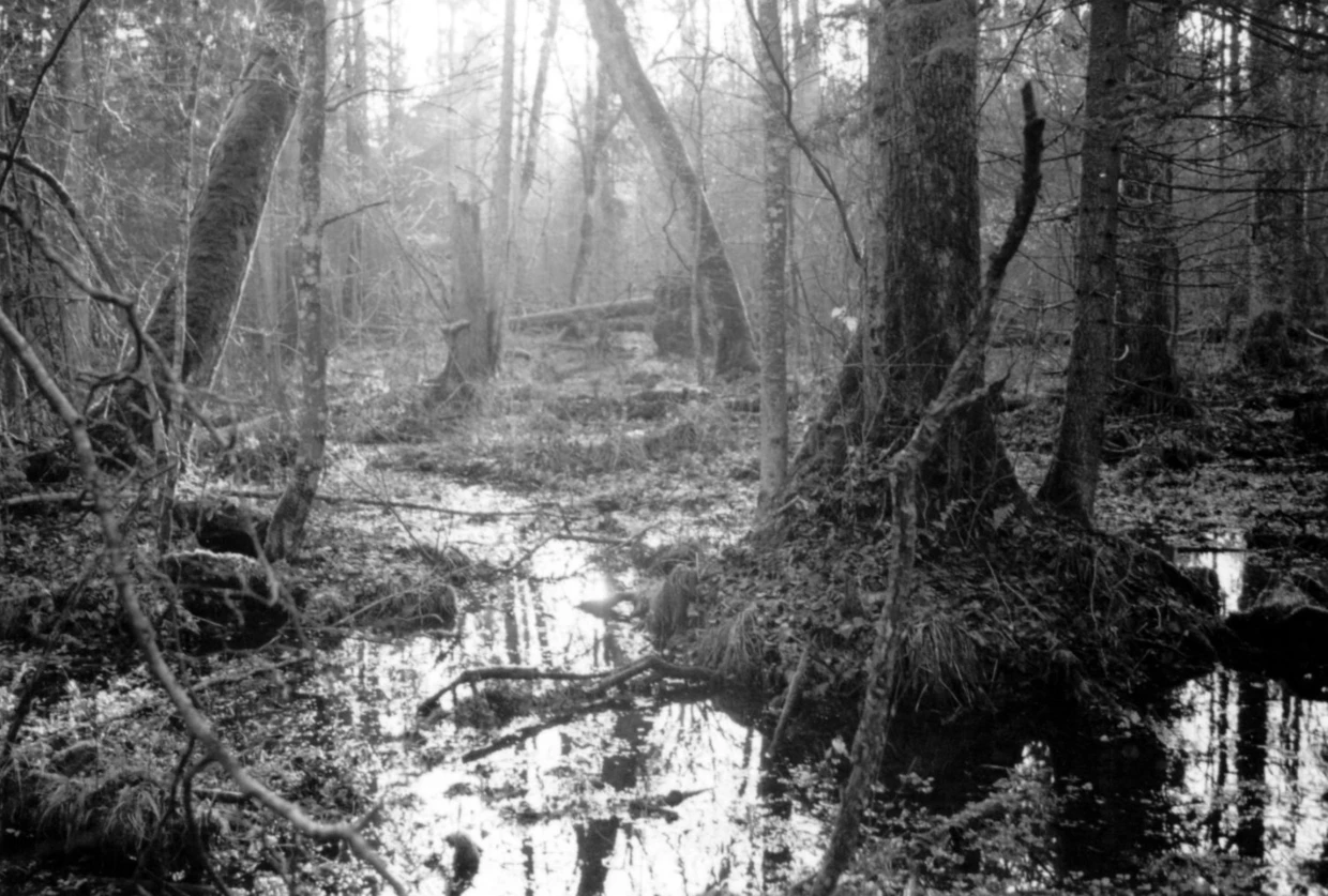 Białowieski Park Narodowy. Fot. Janusz Korbel