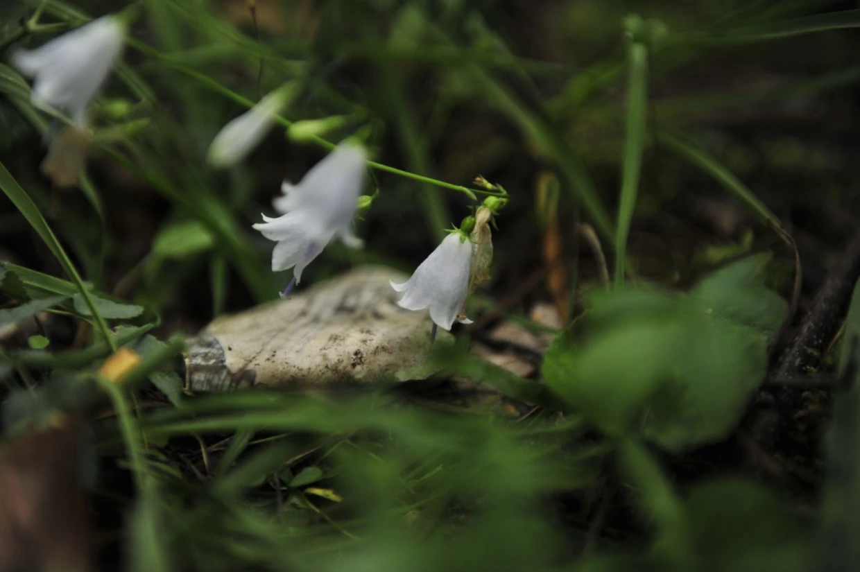 Dzwonecznik wonny Adenophora lilii folia i krzemień pasiasty. Fot. Łukasz Misiuna