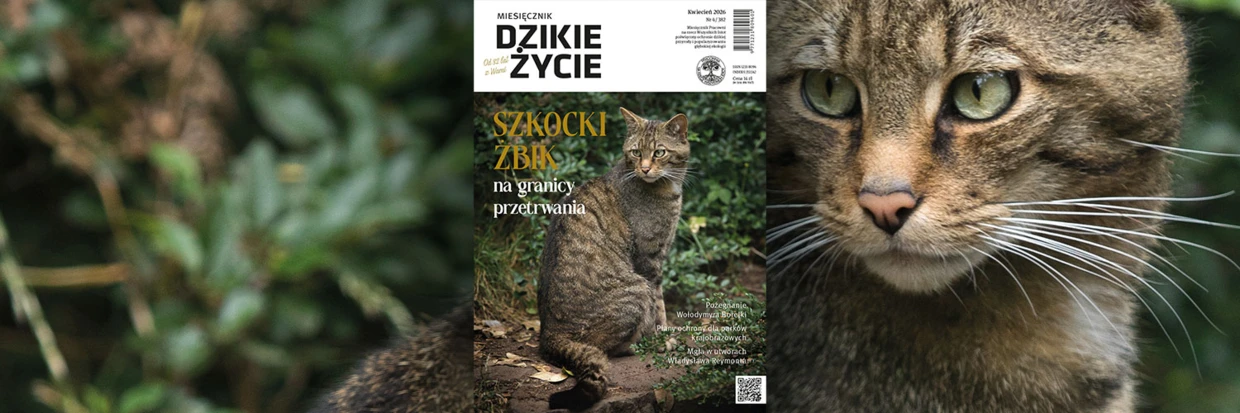 2026-04-twitter-dz_tlo