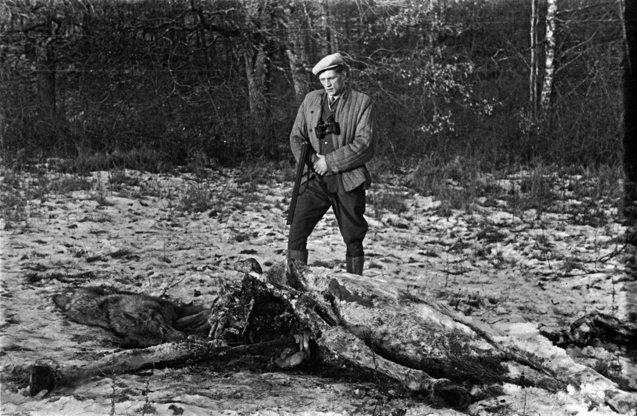 Wilki nader często odstrzeliwano pod ambonami przy nęciskach z padliną, okolice Leska, lata 50. XX w. Fot. Tadeusz Ogonowski, archiwum Krzysztofa Potaczały