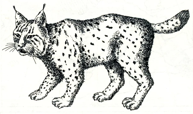 
Ryś, rysunek za Polską czerwoną księgą zwierząt z roku 1992
