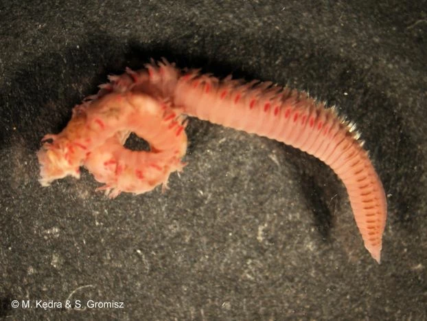 To paskudne z wyglądu zwierzątko nazywa się Scoloplos armiger i jego wartość socjo-kulturowa w Polsce jest żadna, natomiast wartość socjo-ekonomiczna i biologiczna olbrzymia. To jedyne zwierzę potrafiące skutecznie mieszać i natleniać głębsze warstwy osadów morskich na Bałtyku – rodzaj morskiej dżdżownicy. Fot. Monika Kędra i Sławomira Gromisz