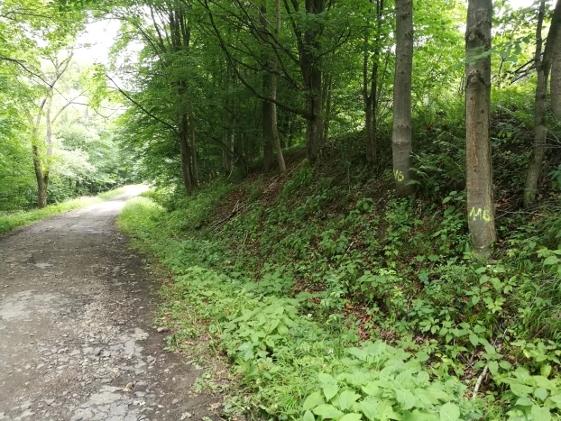 Drzewa zaznaczone do wycinki w miejscowości Żydowskie. Fot. Grzegorz Bożek
