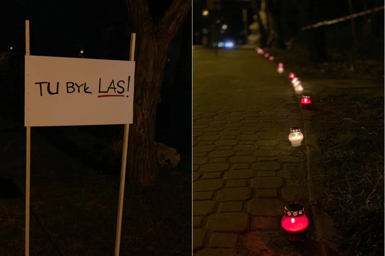 Mieszkańcy Milanówka upamięją wycięty las. Fot. M. Mycka