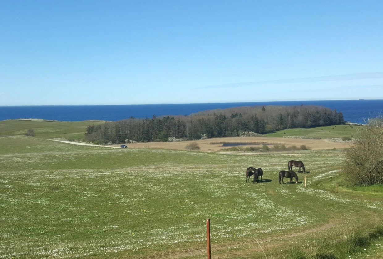 Okolice Rosnes blisko Kalundborga – łąki i pastwiska na cyplu, droga kończy przy latarni morskiej. Miejsce z rezerwatem przyrodniczym położone na skalistym wybrzeżu. Fot. Tage Glyholt