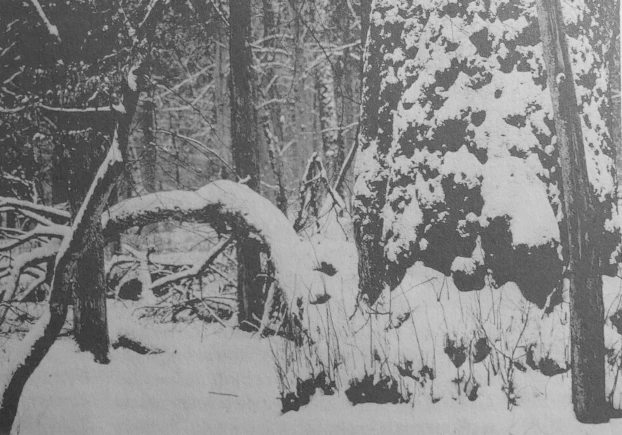 Puszcza Białowieska. Fot. Ryszard Kulik