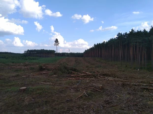 Przestrzeganie hasła „nie depcz trawników” poprawi widok osiedla, ale w skali kraju znaczenie ma rabunkowa gospodarka – jak na zdjęciu masowe zręby zupełne (zamiast gniazdowych, pozwalających na odtwarzanie zróżnicowanego lasu), na to nasze dbanie o własny trawnik nic nie pomoże. Fot. Jan Marcin Węsławski