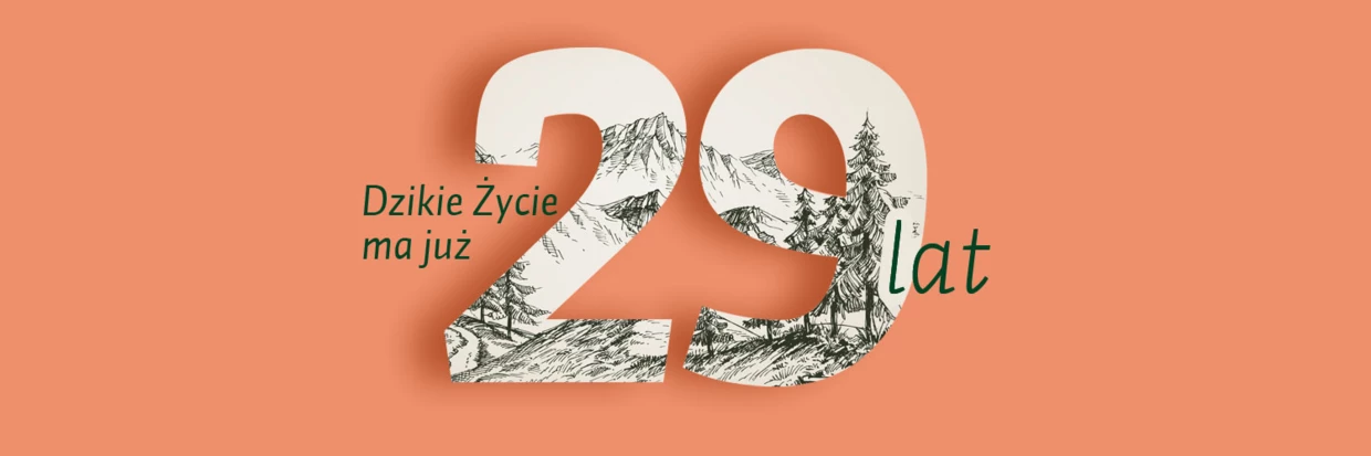 DZ-29-twitter-dz_tlo
