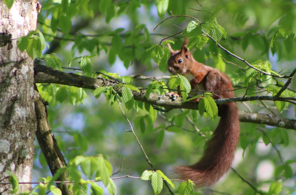 To był słoneczny wiosenny poranek. Kolejna wędrówka puszczańskimi drogami. Mijałem młodnik i nagle usłyszałem trzask, po którym nastąpiła chwila ciszy, a potem zadudniła ziemia. Odtworzyłem te dźwięki kilkukrotnie w swojej głowie, jakbym przewijał magnetofonową kasetę z ulubionym muzycznym nagraniem. Teraz byłem niemal pewny, że przed momentem uciekał przede mną jeleń. Szedłem przed siebie w zamyśleniu, z którego wyrwało mnie intensywne bujanie się gałęzi. Jeleń! – wykrzyknąłem, a kiedy zobaczyłem kto jest odpowiedzialny za ten ruch roześmiałem się. Wiewiórka uniosła ogon i przez moment zasłaniała nim pyszczek. Być może ją też to rozbawiło, ale nie chciała dać tego po sobie poznać. Fot. Radosław Pietkiewicz